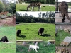 serengeti05
